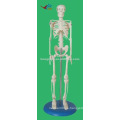 HR-103 45CM Tall PVC Material Mini Modelo de Cuerpo Humano, Esqueleto Humano Modelo